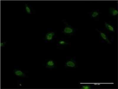 Immunocytochemistry/ Immunofluorescence: POLR2F Antibody (2G2) [H00005435-M02]
