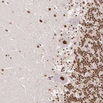 Immunohistochemistry-Paraffin: POLR2F Antibody [NBP1-81714]