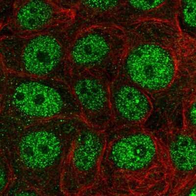Immunocytochemistry/ Immunofluorescence: POLR2G Antibody [NBP2-47329]