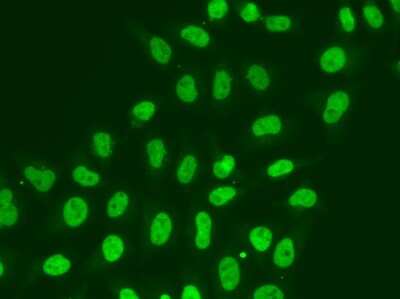 Immunocytochemistry/ Immunofluorescence: POLR2J Antibody - BSA Free [NBP2-93617]