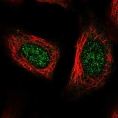 Immunocytochemistry/ Immunofluorescence: POLR2L Antibody [NBP3-17418]