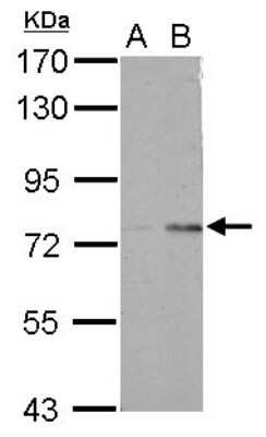 Western Blot: POLR3E Antibody [NBP2-19886]