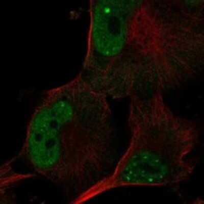 Immunocytochemistry/ Immunofluorescence: POLR3G Antibody [NBP3-17531]