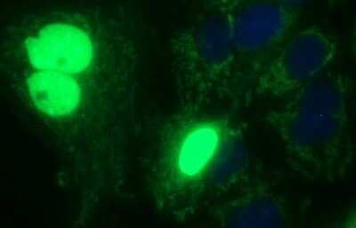 Immunocytochemistry/ Immunofluorescence: POLR3GL Antibody (OTI5E8) - Azide and BSA Free [NBP2-73523]