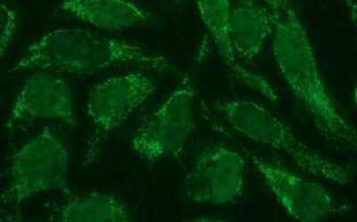 Immunocytochemistry/ Immunofluorescence: POLR3GL Antibody (OTI5E8) - Azide and BSA Free [NBP2-73523]
