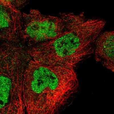 Immunocytochemistry/ Immunofluorescence: POLR3H Antibody [NBP2-13787]