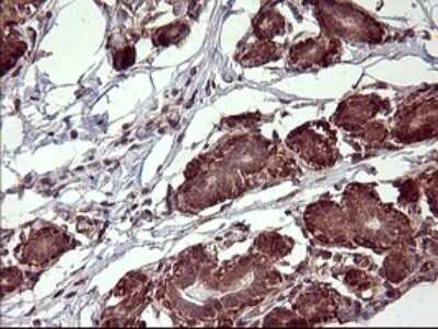 Immunohistochemistry: POMC Antibody (OTI2B2) [NBP2-45369]