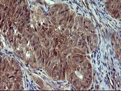 Immunohistochemistry: POMC Antibody (OTI2B2) [NBP2-45369]