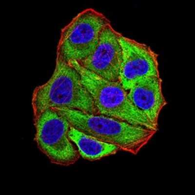 Immunocytochemistry/ Immunofluorescence: POMC Antibody (6D2B5) - BSA Free [NBP2-61793]