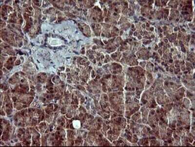 Immunohistochemistry: POMC Antibody (OTI2B2) - Azide and BSA Free [NBP2-73525]