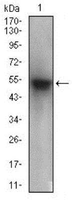 Western Blot: PON1 Antibody (4G8D3) [NBP2-23610]