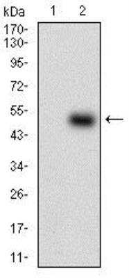 Western Blot: PON1 Antibody (4G8D3) [NBP2-23610]