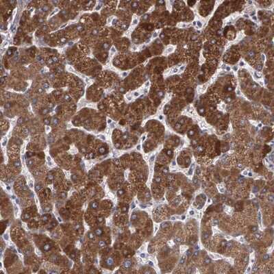 Immunohistochemistry-Paraffin: PON1 Antibody [NBP1-84791]
