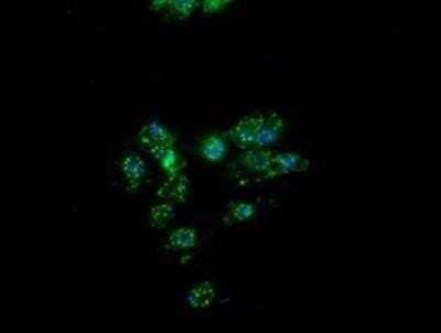 Immunocytochemistry/ Immunofluorescence: PON1 Antibody (OTI2D4) - Azide and BSA Free [NBP2-73526]