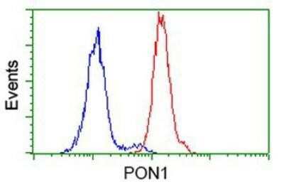 Flow Cytometry: PON1 Antibody (OTI2D4) [NBP2-03706]