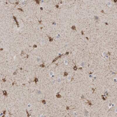 Immunohistochemistry-Paraffin: PON2 Antibody [NBP1-86365]