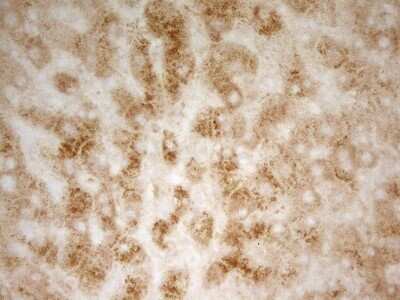 Immunohistochemistry: PON3 Antibody (OTI5C3) [NBP2-45370]