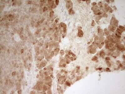 Immunohistochemistry: PON3 Antibody (OTI5C3) [NBP2-45370]