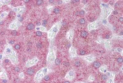 Immunohistochemistry: PON3 Antibody [NBP1-69633]