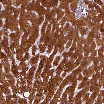 Immunohistochemistry-Paraffin: PON3 Antibody [NBP1-86074]