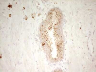 Immunohistochemistry: PON3 Antibody (OTI5C3) - Azide and BSA Free [NBP2-73530]