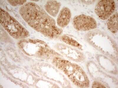 Immunohistochemistry: PON3 Antibody (OTI5C3) - Azide and BSA Free [NBP2-73530]