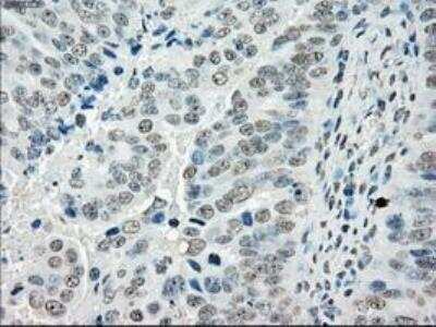 Immunohistochemistry-Paraffin: POR/Cytochrome P450 Reductase Antibody (OTI3F10) [NBP1-47914]