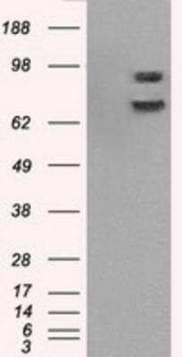 Western Blot: POR/Cytochrome P450 Reductase Antibody (OTI3F10) [NBP1-47914]