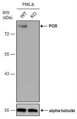 Knockout Validated: POR/Cytochrome P450 Reductase Antibody [NBP1-32364]