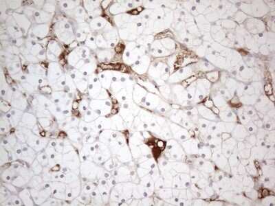 Immunohistochemistry: POTEG Antibody (OTI2G1) [NBP2-45372]