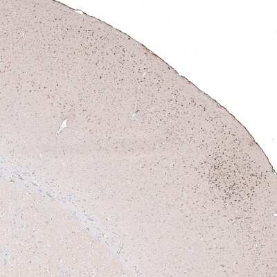 Immunohistochemistry-Paraffin: POU3F2/OCT7 Antibody (CL6232) [NBP2-61437]