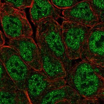 Immunocytochemistry/ Immunofluorescence: POU5F1P1 Antibody [NBP2-55475]