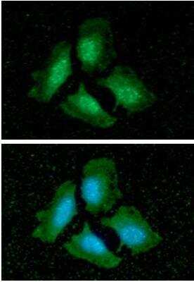 Immunocytochemistry/ Immunofluorescence: PP1 alpha/PPP1A Antibody (4G3) - BSA Free [NBP1-04334]