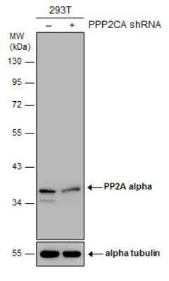 Western Blot: PP2A alpha Antibody [NBP1-31266]