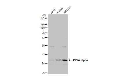 Western Blot: PP2A alpha Antibody [NBP2-19896]