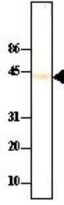 Western Blot: PP2C alpha/PPM1A Antibody (p6c7)BSA Free [NBP1-04333]
