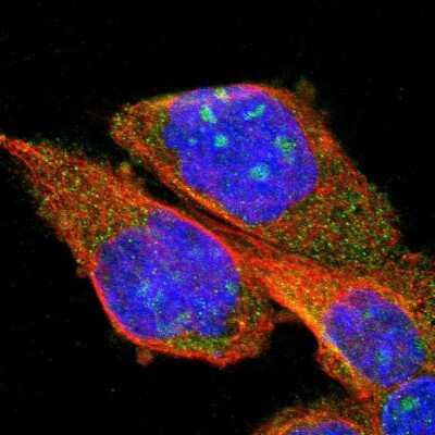 Immunocytochemistry/ Immunofluorescence: PP2C beta/PPM1B Antibody [NBP1-87250]