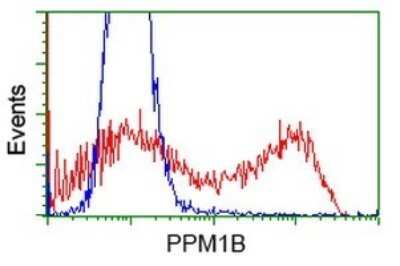 Flow Cytometry: PP2C beta/PPM1B Antibody (OTI3C9) [NBP2-45383]