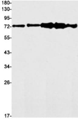 Western Blot: PP2C gamma/PPM1G Antibody (S05-8C4) [NBP3-19743]