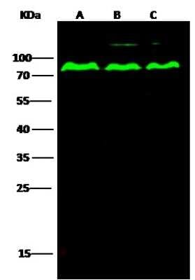 Western Blot: PP2C gamma/PPM1G Antibody [NBP2-99758]
