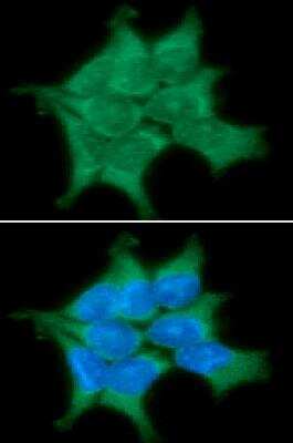 Immunocytochemistry/ Immunofluorescence: PP2C gamma/PPM1G Antibody (k1G6) - BSA Free [NBP1-04337]