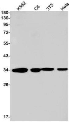 Western Blot: PP4/PPP4C Antibody (S05-4F9) [NBP3-19509]