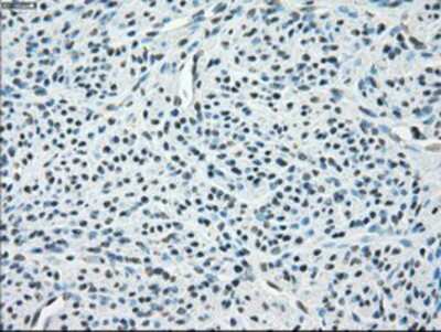 Immunohistochemistry-Paraffin: PP5 Antibody (OTI2E12) [NBP1-47927]