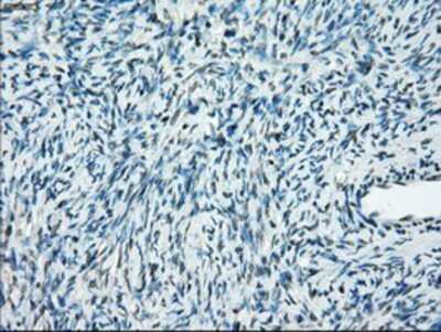 Immunohistochemistry-Paraffin: PP5 Antibody (OTI2E12) [NBP1-47927]