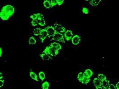 Immunocytochemistry/ Immunofluorescence: PP5 Antibody (OTI2E12) - Azide and BSA Free [NBP2-73555]