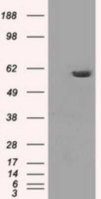 Western Blot: PP5 Antibody (OTI2E12)Azide and BSA Free [NBP2-73555]