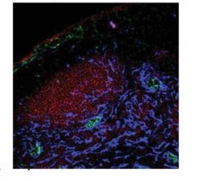 Immunohistochemistry-Paraffin: PPAP2A Antibody [NBP1-59025]