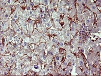Immunohistochemistry: PPAP2A Antibody (OTI1H4) - Azide and BSA Free [NBP2-73564]