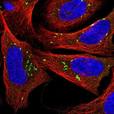 Immunocytochemistry/ Immunofluorescence: PPAPDC1B/DPPL1 Antibody [NBP2-55527]