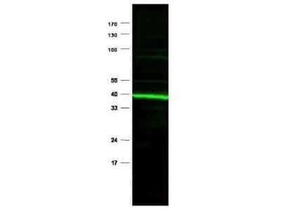 Western Blot: PPAR delta/NR1C2 AntibodyN-terminal [NB600-637]